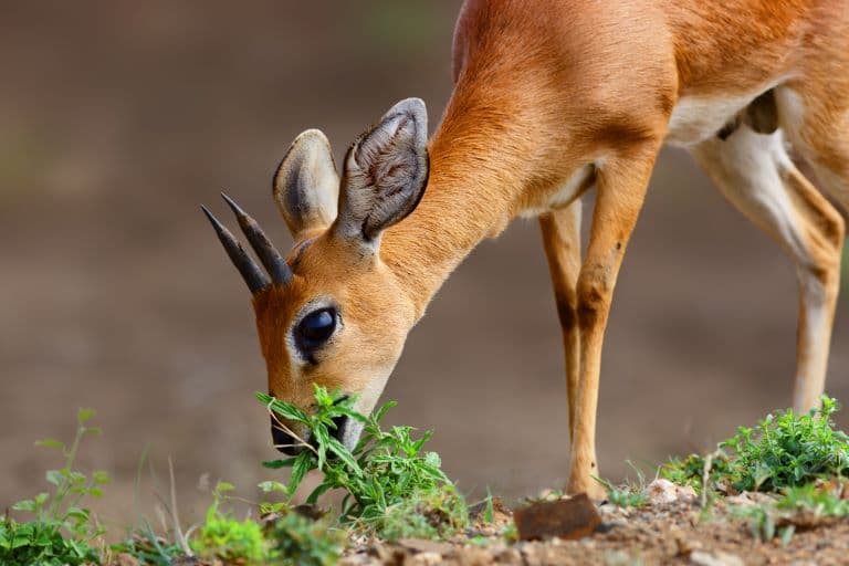 Steenbok feeding