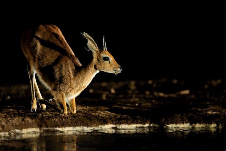 Steenbok drinking water at night
