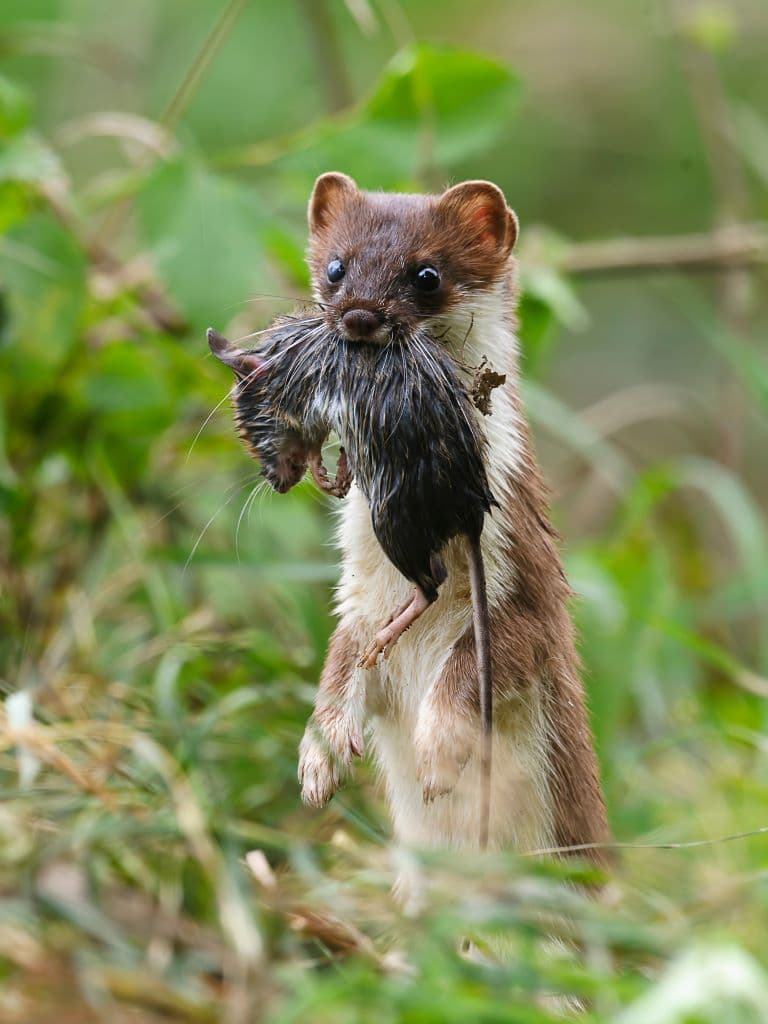 Stoat with a mouse they just killed