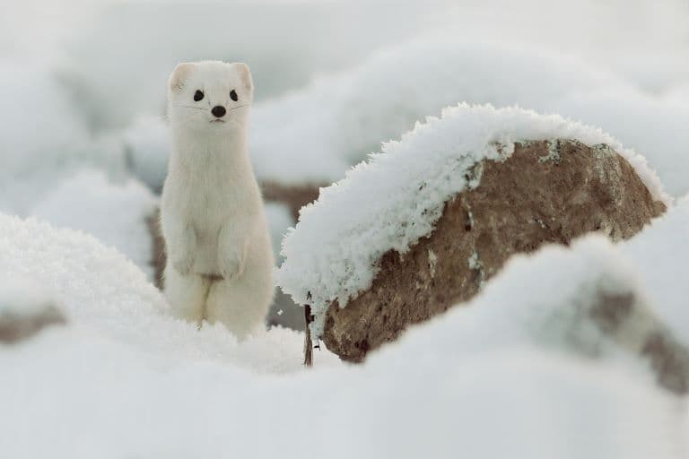 Stoat white in winter