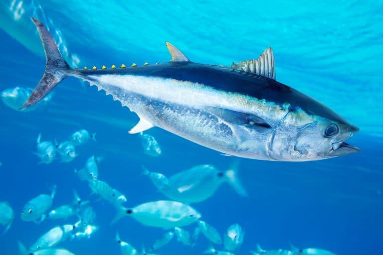Tuna profile