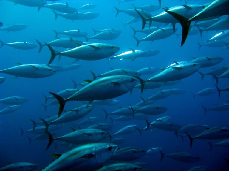 Tuna school swimming