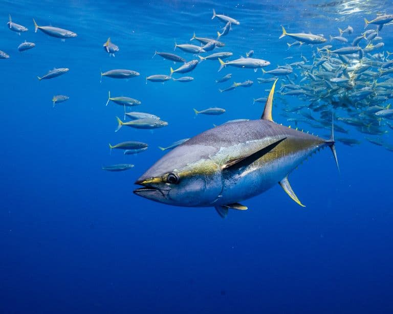 Tuna swimming along other fish