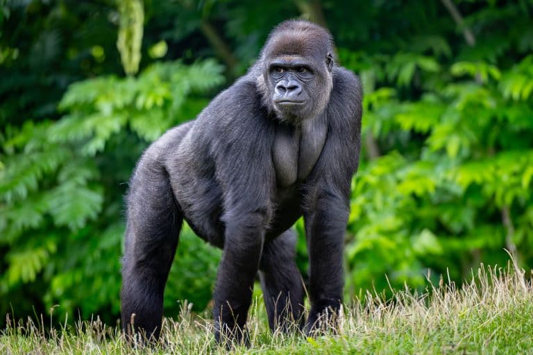 Western Lowland Adult Gorilla in the grassland next to a forest 