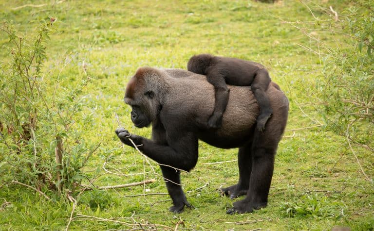 Western Lowland Gorilla mother carrying young one