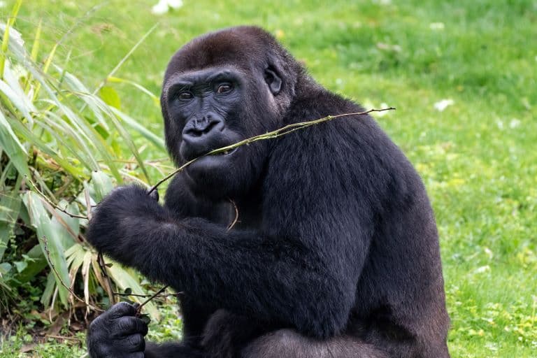Western Lowland Gorilla eating leaves off a branch 