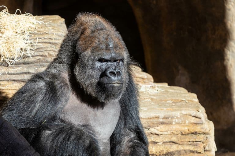 Western Lowland Gorilla profile view