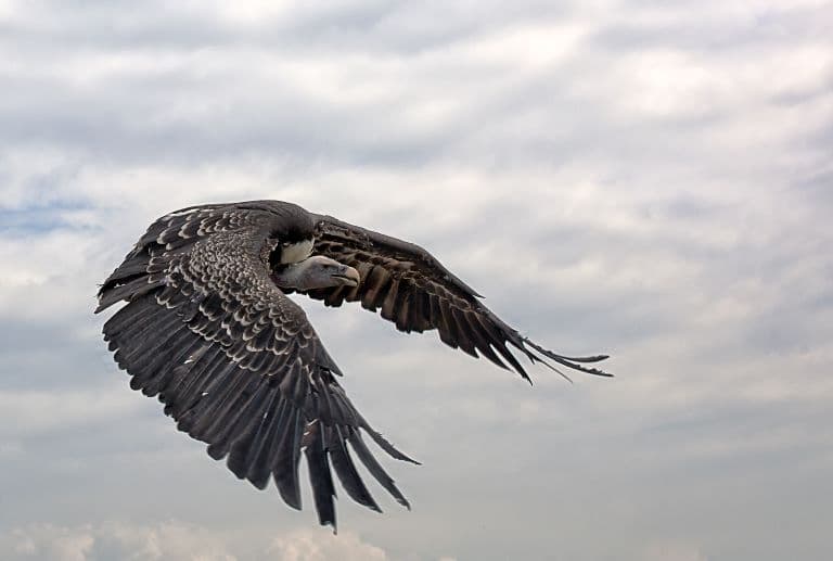 White-Rumped Vulture flying