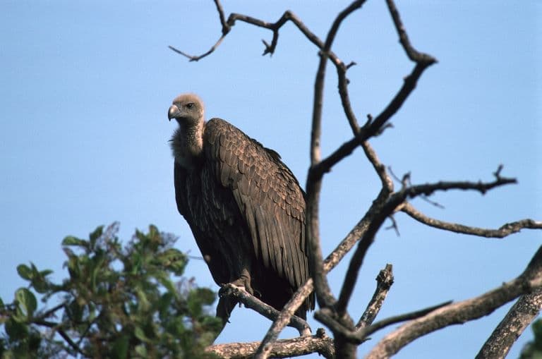 White-Rumped Vulture profile view