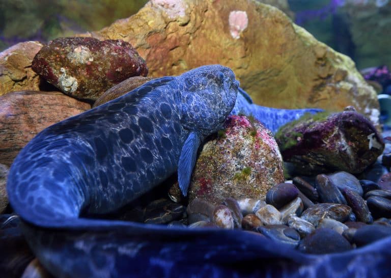 Wolf Eel swimming in the Ocean bottom