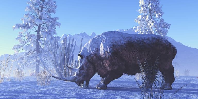 Woolly Rhino eating during winter