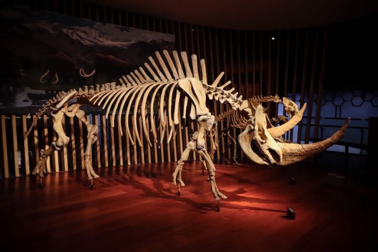 Woolly Rhino skeleton
