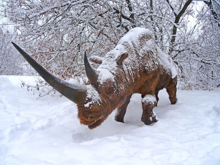 Woolly Rhino humped back