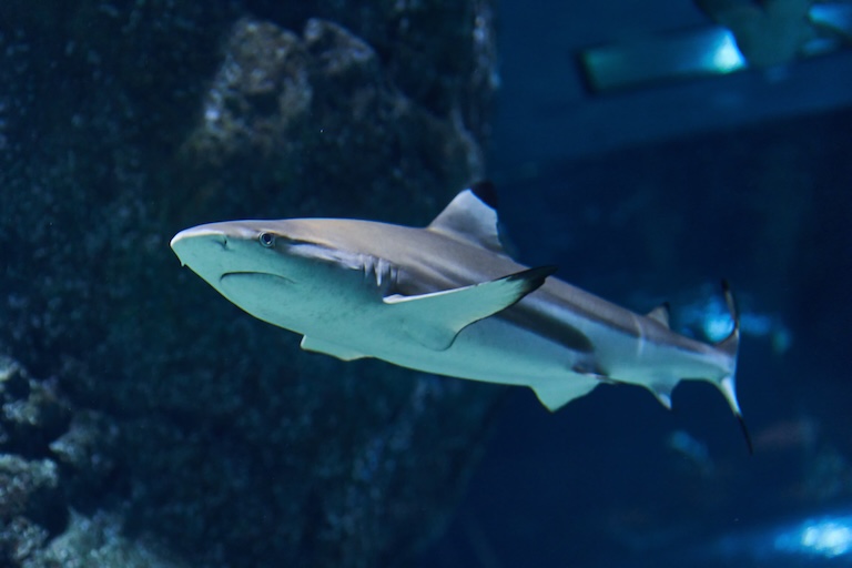 blacktip reef shark in aquarium 