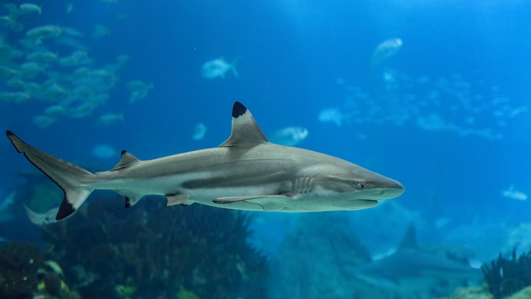 blacktip reef shark in deep sea