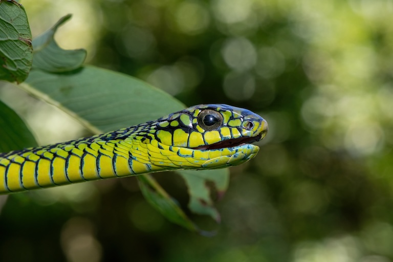 boomslang profile