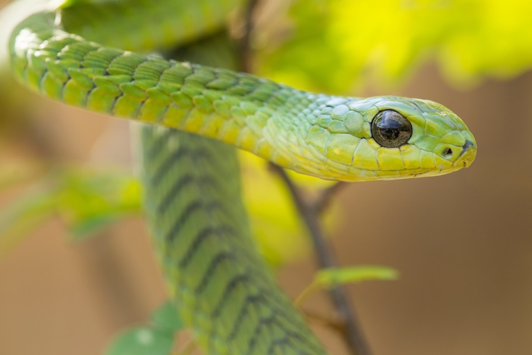 boomslang side eye