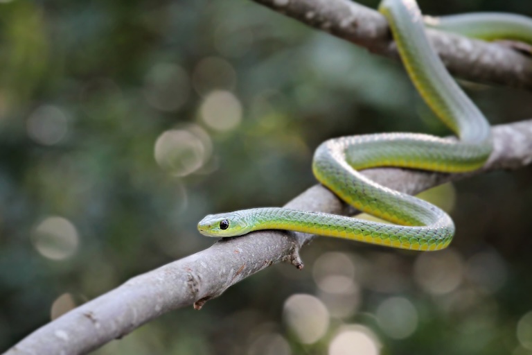 boomslang on a branch