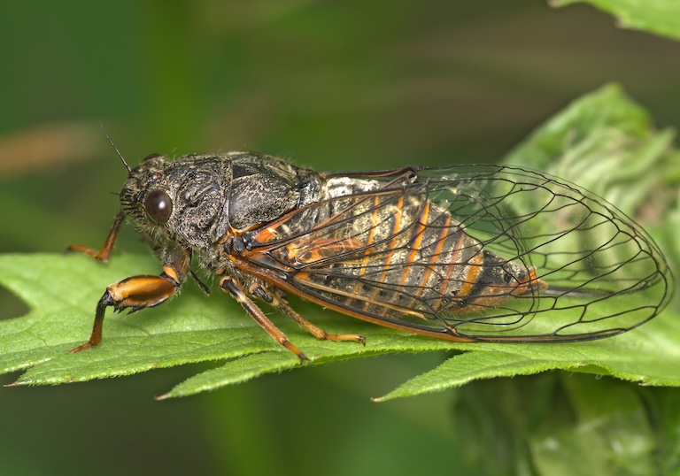 cicada with see-through wings 