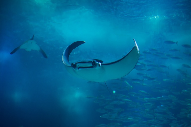 devil fish frontal view