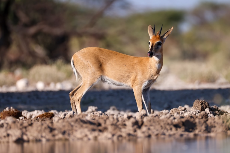 duiker by the water
