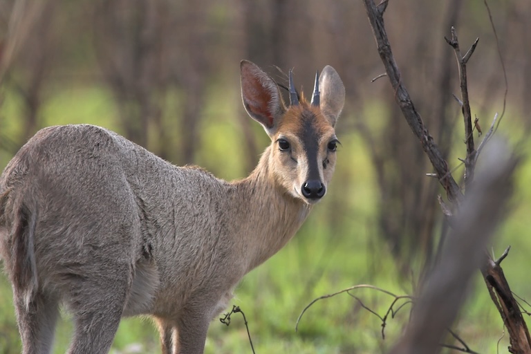 duiker looking back