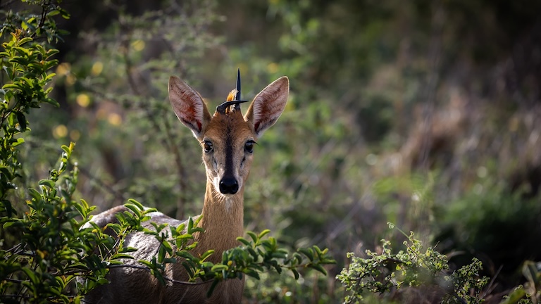 duiker with a bent horn
