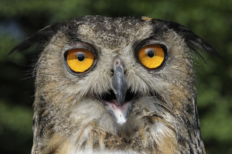 eurasian eagle owl profile