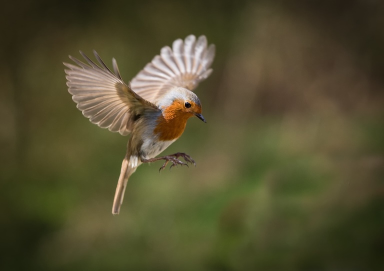 European robin hovering