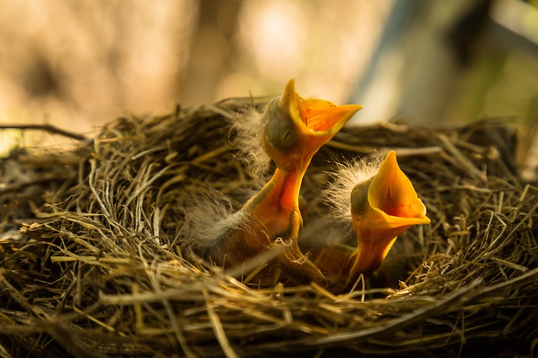 European robin nest