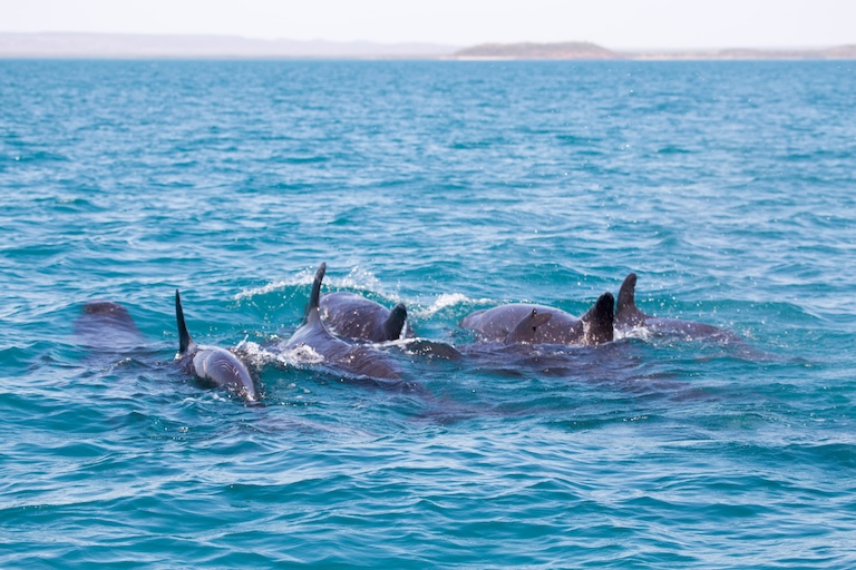 false killer whale school
