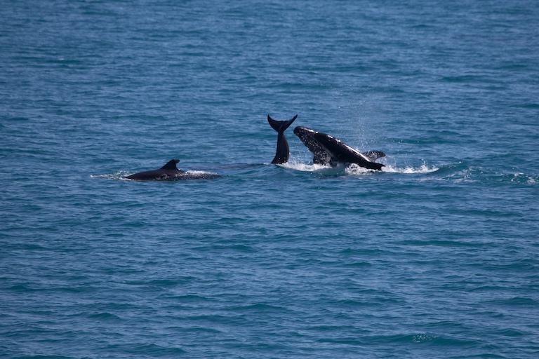 false killer whale shot