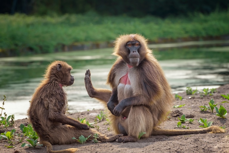 gelada grooming