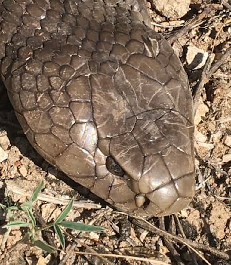 giant spitting cobra's head
