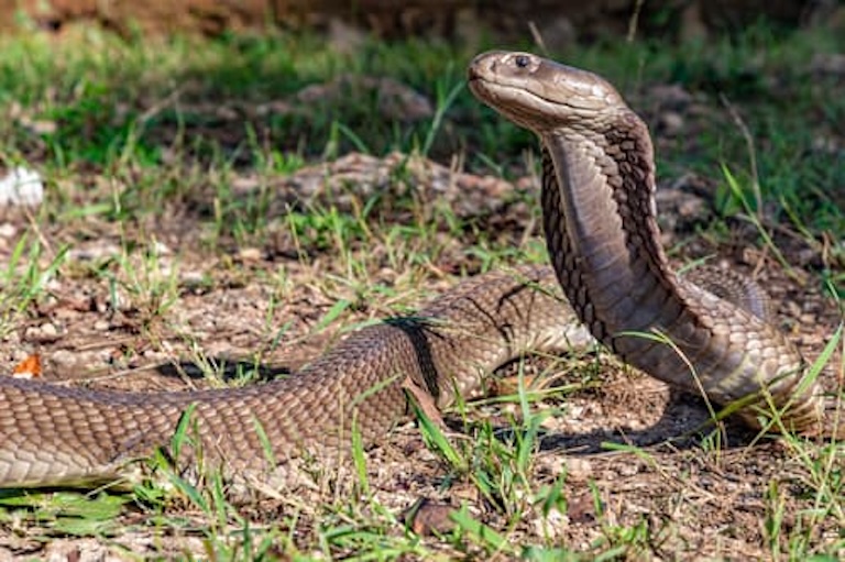 giant spitting cobra's neck