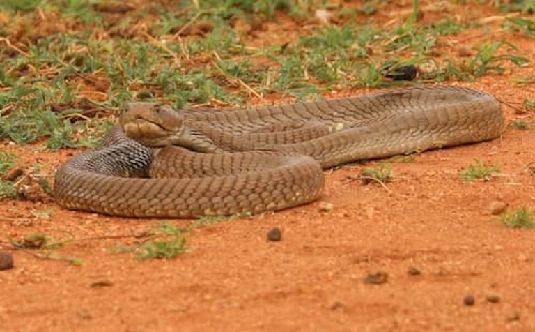 giant spitting cobra profile