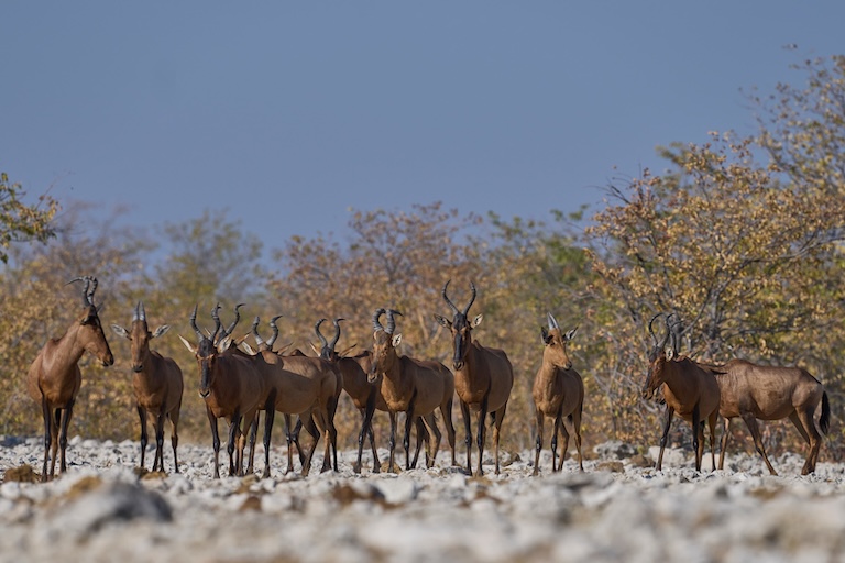 hartebeest group