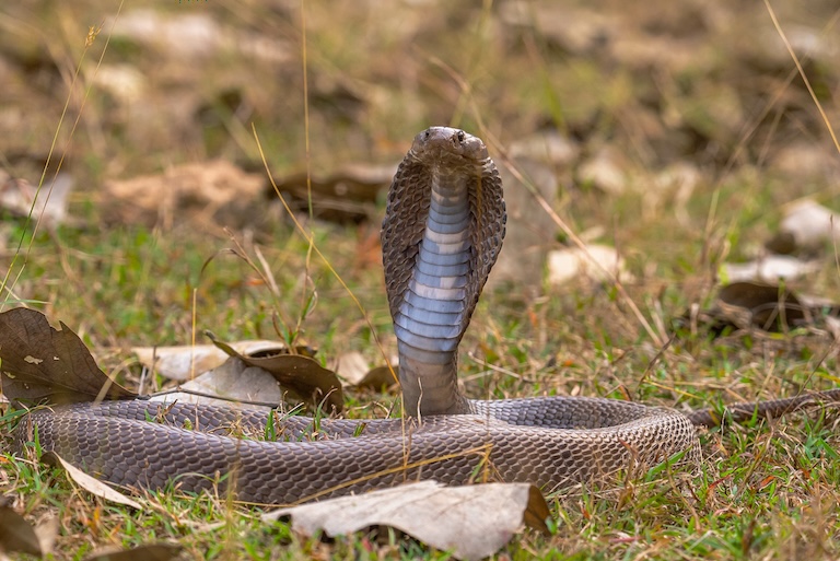 indian cobra profile