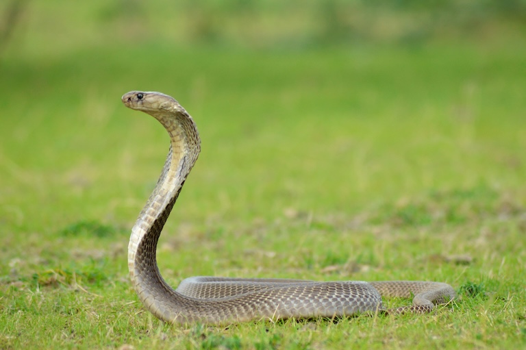 indian cobra side eye