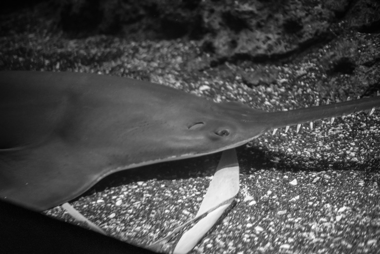 largetooth sawfish in the deep