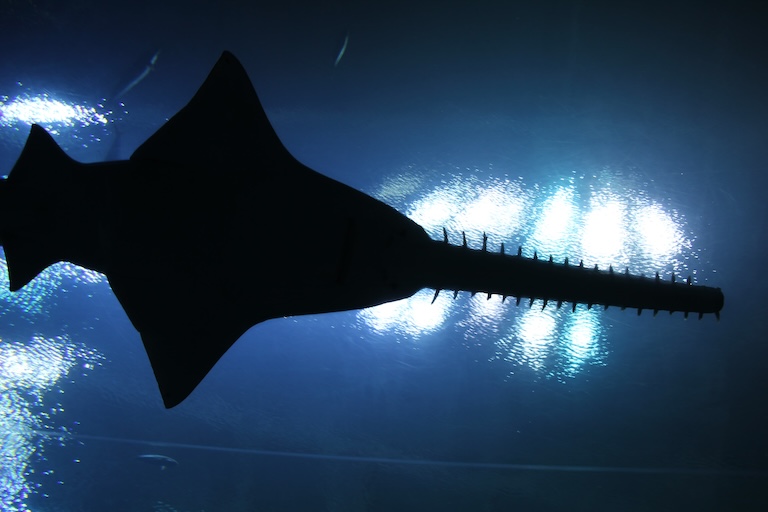largetooth sawfish teeth