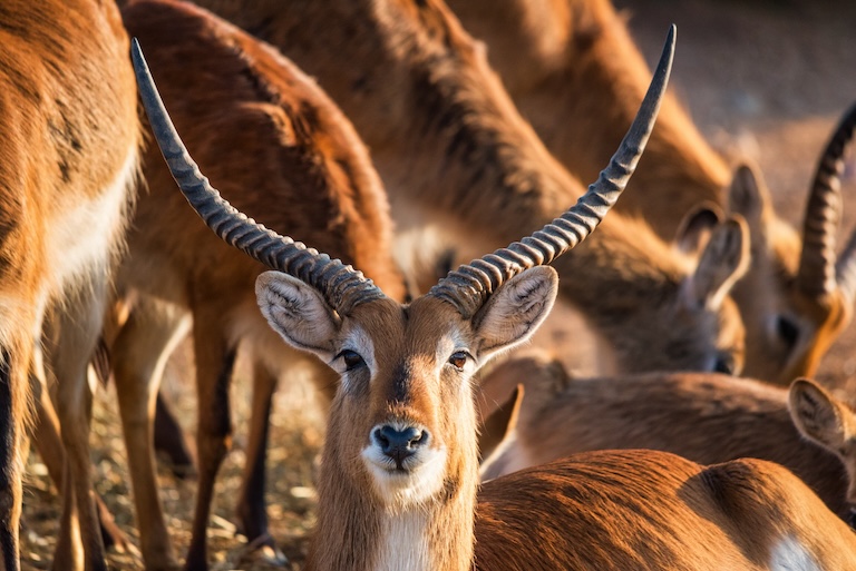 lechwe herd