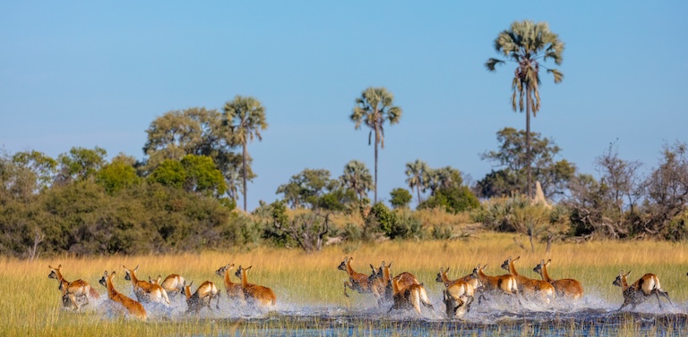 lechwe in water