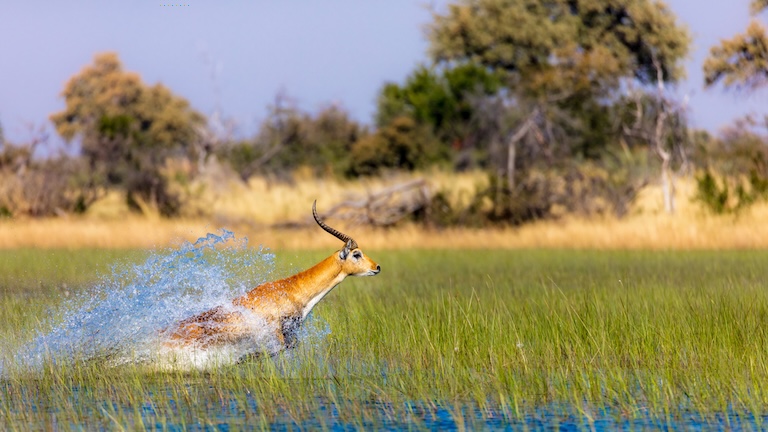 lechwe running in water 
