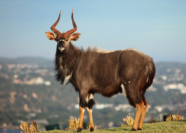 male nyala