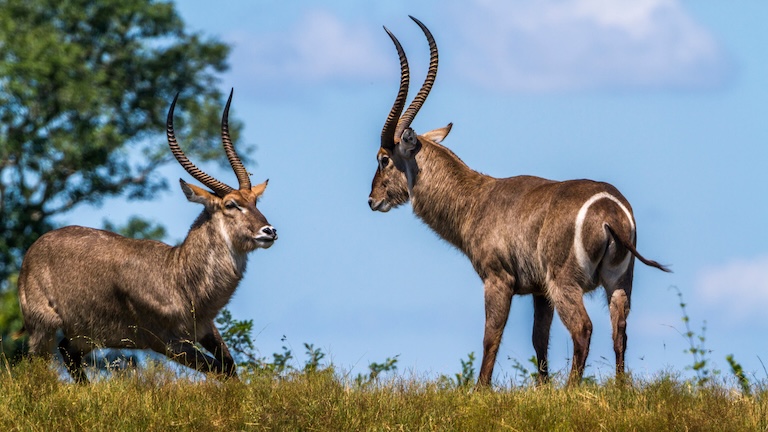 male waterbucks