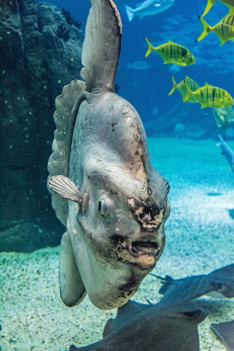 ocean sunfish with mouth open