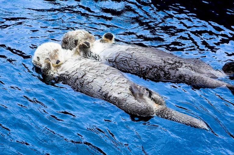 otters napping on water