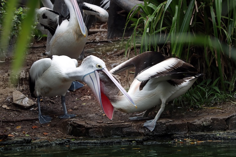 pelican feeding