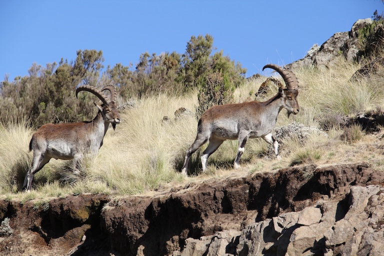 pyrenean ibex on a hill